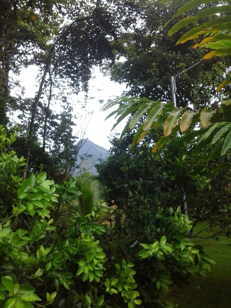 Hotel Las Orquideas La Fortuna المظهر الخارجي الصورة